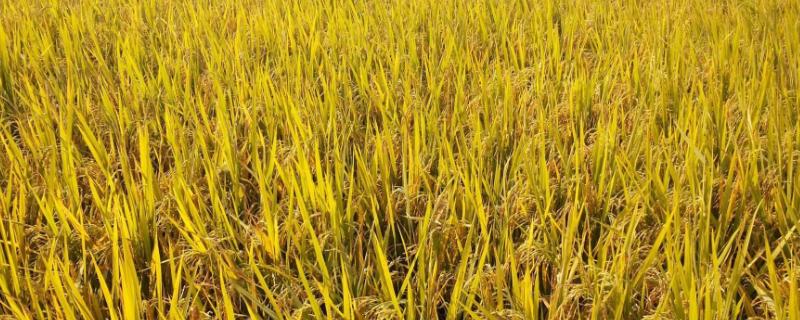 今年水稻种什么品种好？这些水稻品种很受欢迎