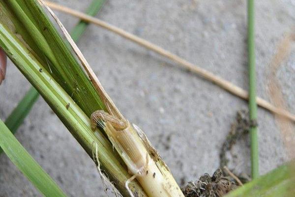 哪些优质水稻品种适合重庆地区种植