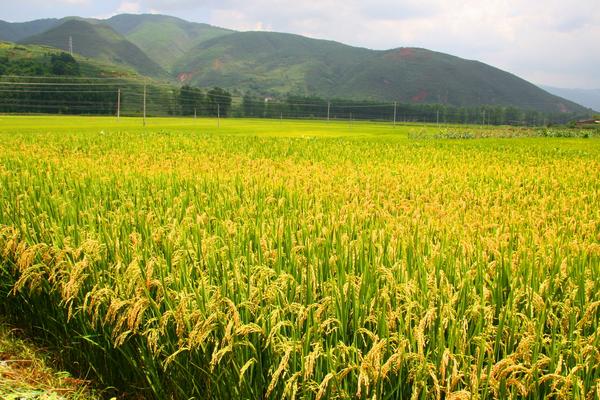 什么是水稻种子的主要品种