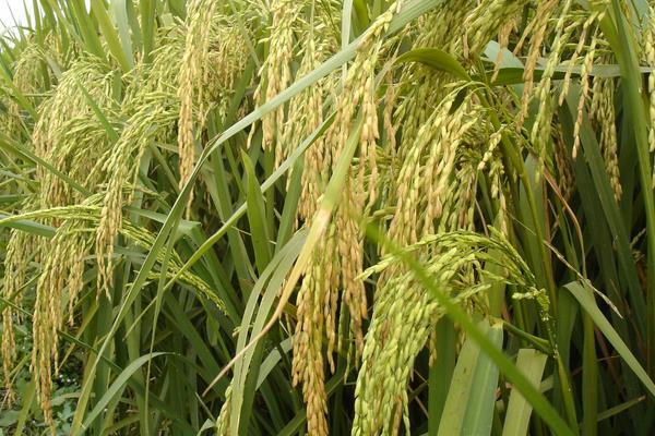 种植水稻时，水田里总有水，对水稻生长有什么影响