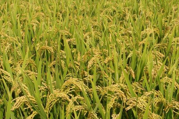 水稻品种有哪些？提高水稻品质的种植方法