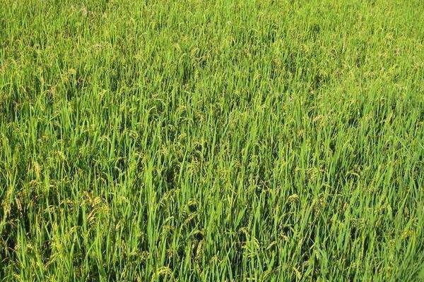 后期水稻种植生长的管理方法