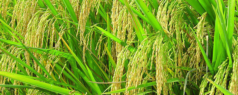 种植水稻的过程