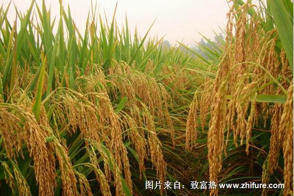 稻田管理技术