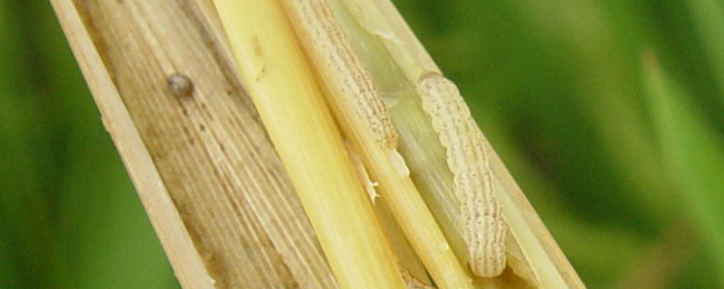 水稻丰收干燥后发现有虫子，怎么解决