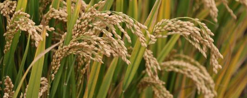 什么品种的水稻抗旱
