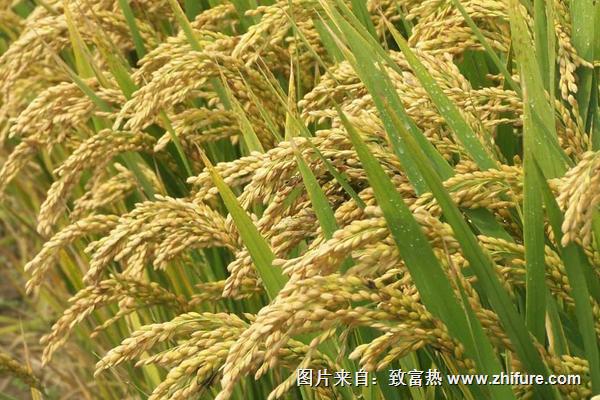水稻灌浆期用什么叶面肥可以增产