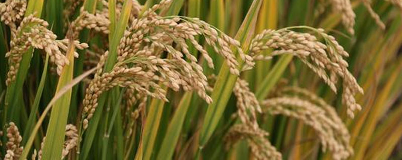 一斤水稻种子多少钱？水稻种植成本利润分析