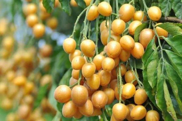 介绍黑桃皇后桃树品种特点