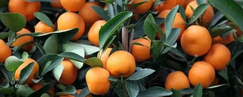 介绍橙子的产地和品种