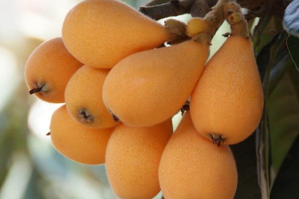 介绍适合北方栽培的西洋梨品种