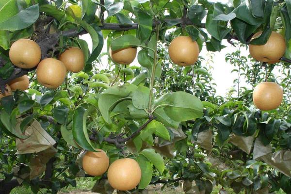介绍文旦柚品种