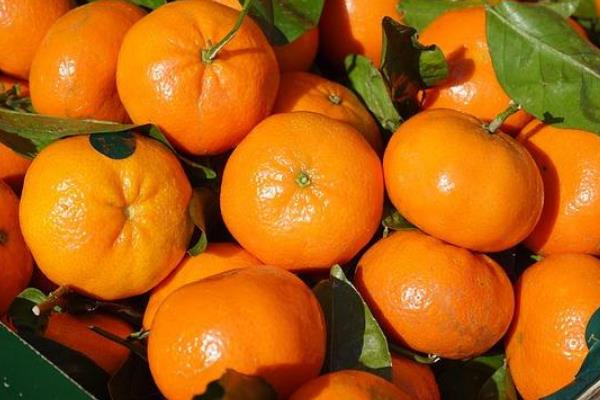 杏树苗有哪些优良品种