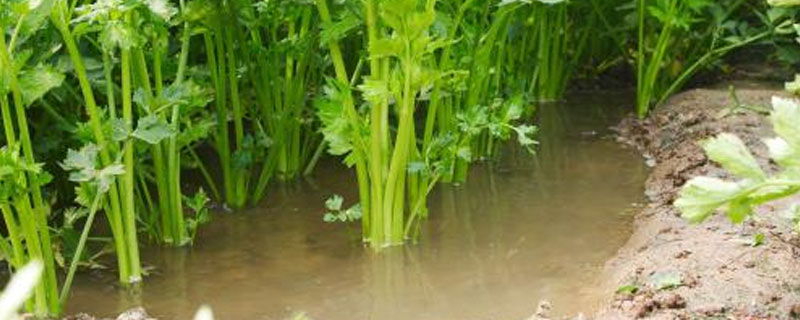 夏季温室水芹种植技术