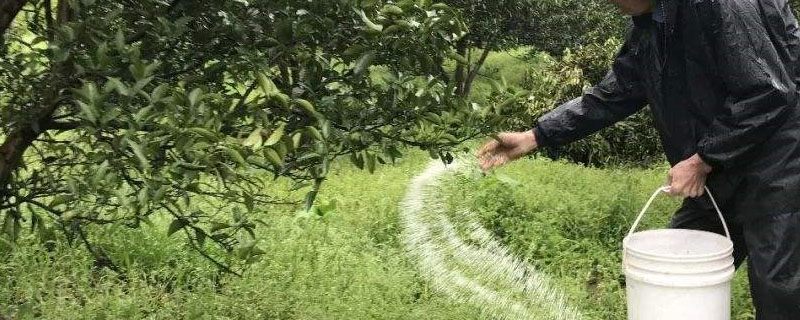 一株沂蒙霜红桃苗的价格是多少？还有映霜红桃苗哪个好