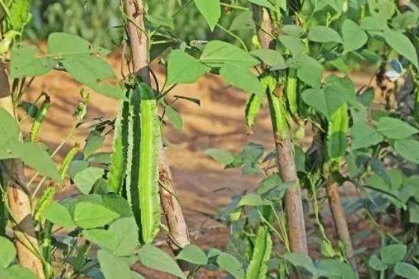 四棱豆一斤多少钱？种植前景如何？(附种植技术)