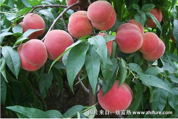 桃树自花授粉能力强的品种有哪些