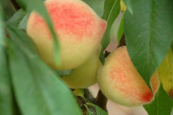 当年种植的桃树有哪些管理注意事项