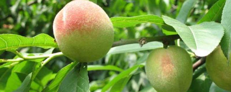 什么是桃树缺铁症