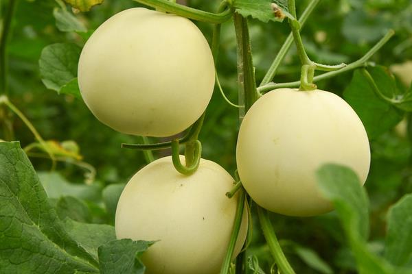 增加香瓜产量的方法