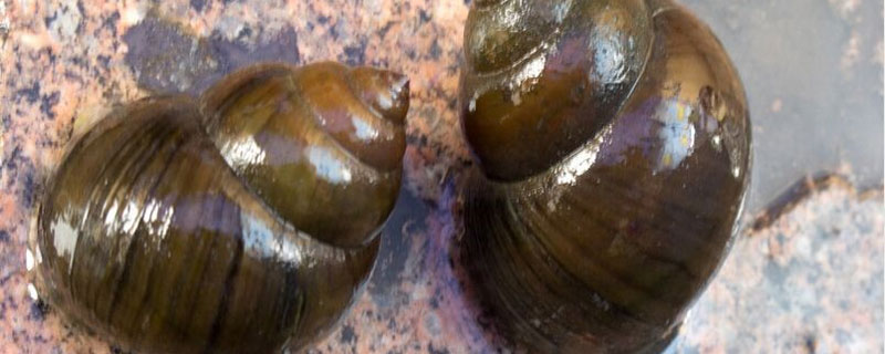蜗牛中真的有寄生虫吗？蜗牛和蜗牛有什么区别