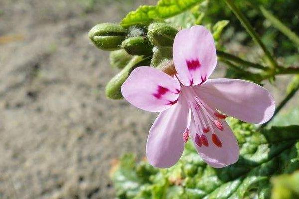 种子价格及种植方法