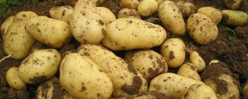土豆高产施肥法