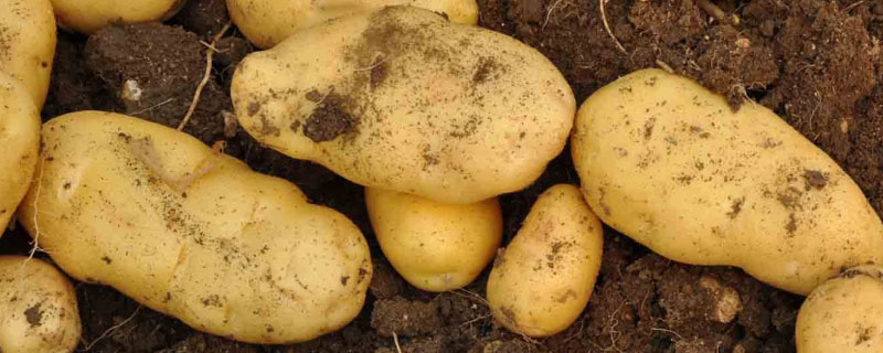 黑土豆和黄土豆有什么区别？为什么市场不卖黑土豆