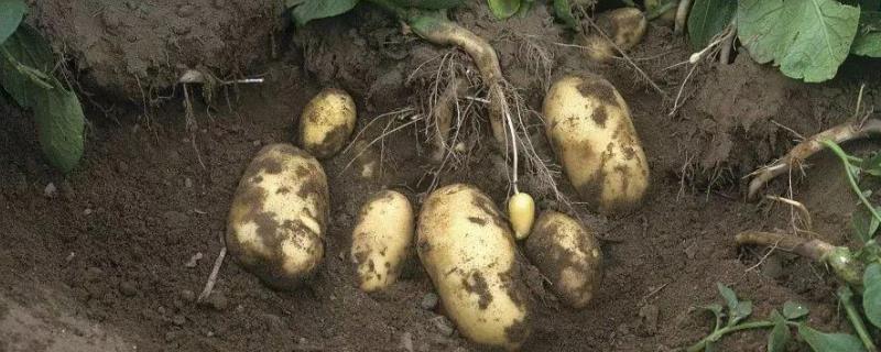 种植土豆到生长后期，田间护理有哪些注意事项