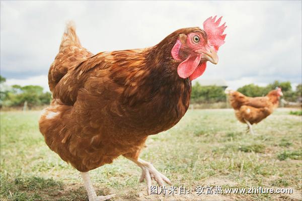 土鸡养殖效益分析