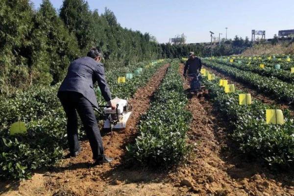 如何掌握种植豆类高产基肥的管理