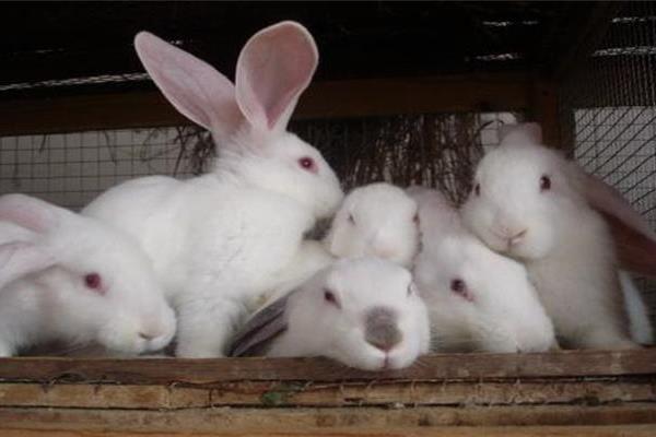 夏季兔养殖管理技术