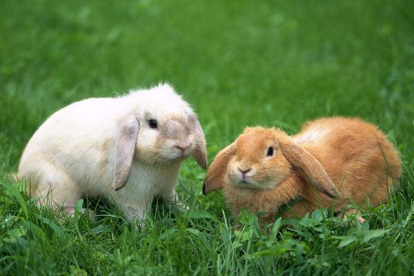 兔子可以养到卧室吗？适合养殖的兔子品种介绍