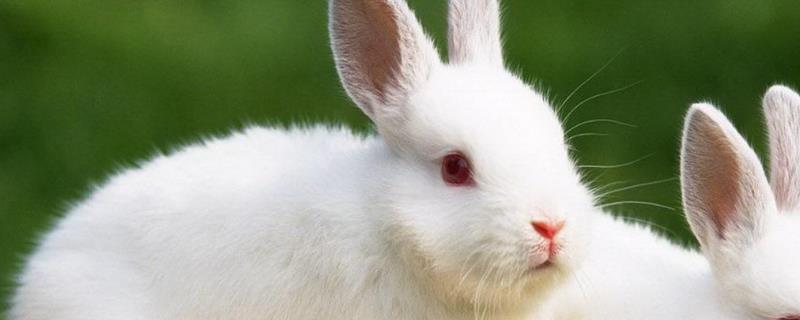兔子挣钱吗？兔子养殖成本利润分析