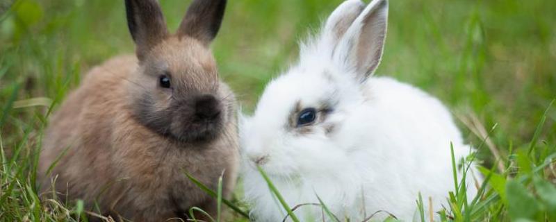 养殖荷兰侏儒兔的合理密度是多少？如何选择