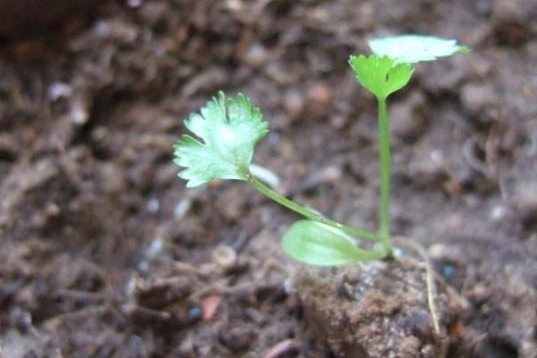 香菜种子发芽法