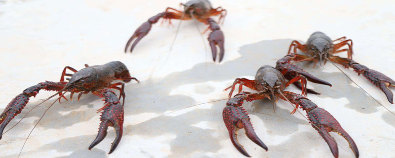 一对龙虾一年能产多少小龙虾？一亩小龙虾能产多少斤