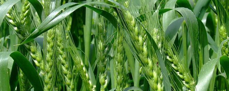 小麦种子比例与吡唑醚菌酯混合