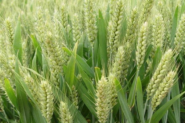 春小麦可以在山东种植吗