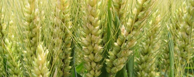 小麦全蚀病的症状及防治