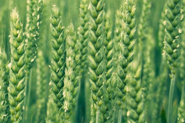 如何补救小麦缺苗垄断，避免减产