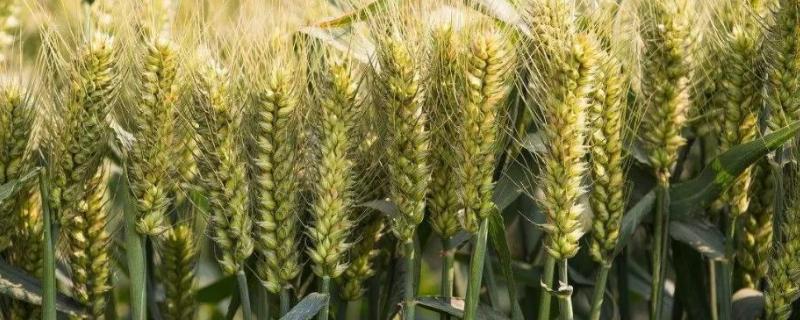 山东小麦高产榜有哪些种类