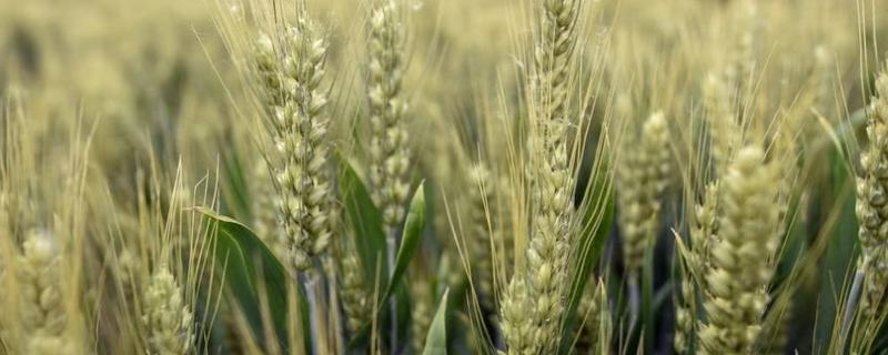 冬春小麦死苗的原因及防治措施
