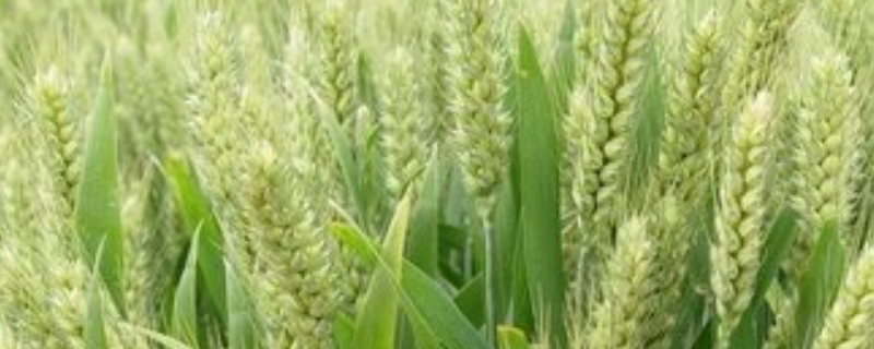 小麦品种在河北有哪些