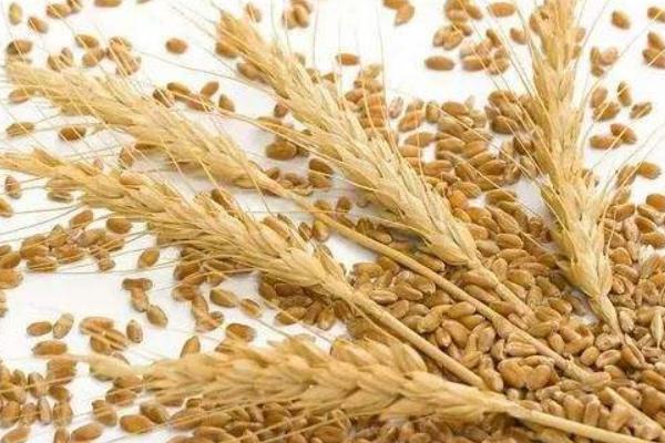种植一亩小麦的利润