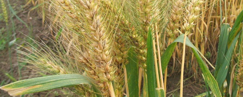 19小麦品种谷神麦