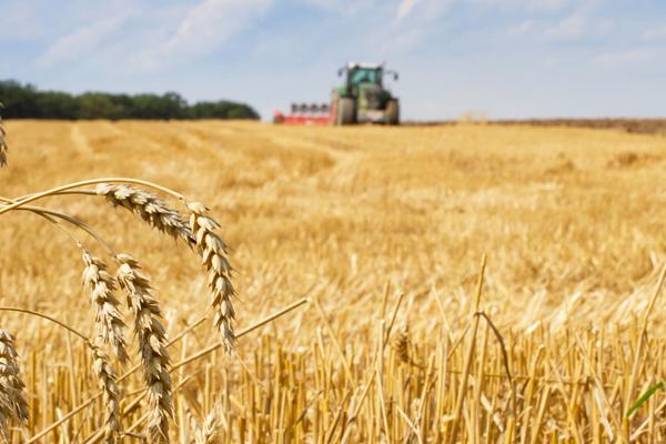 介绍了小麦高产栽培技术的三个最高产小麦品种