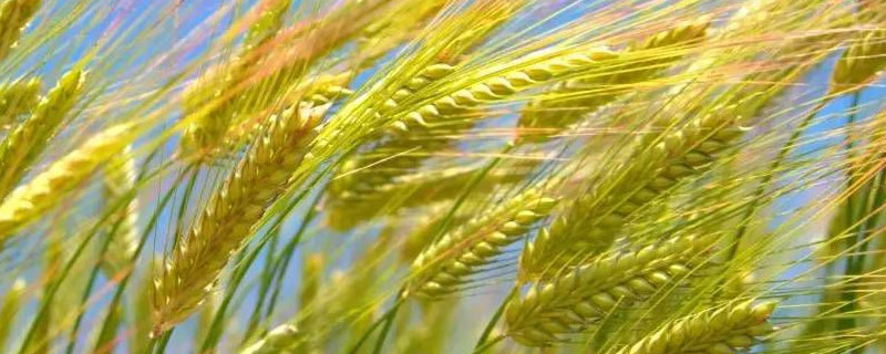 小麦品种春季高产