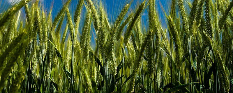 田间管理小麦拔节期