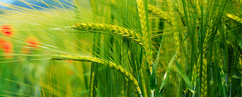 小麦品种哪些品种低杆高产大穗